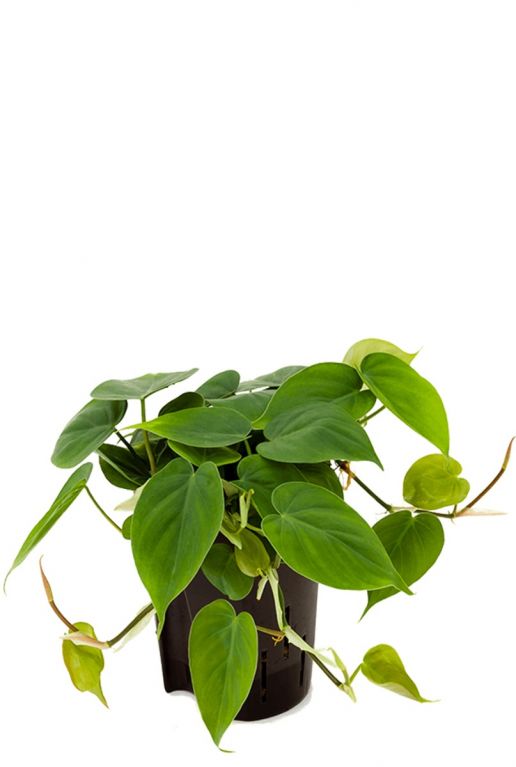 Philodendron scandens hydrokulturpflanze