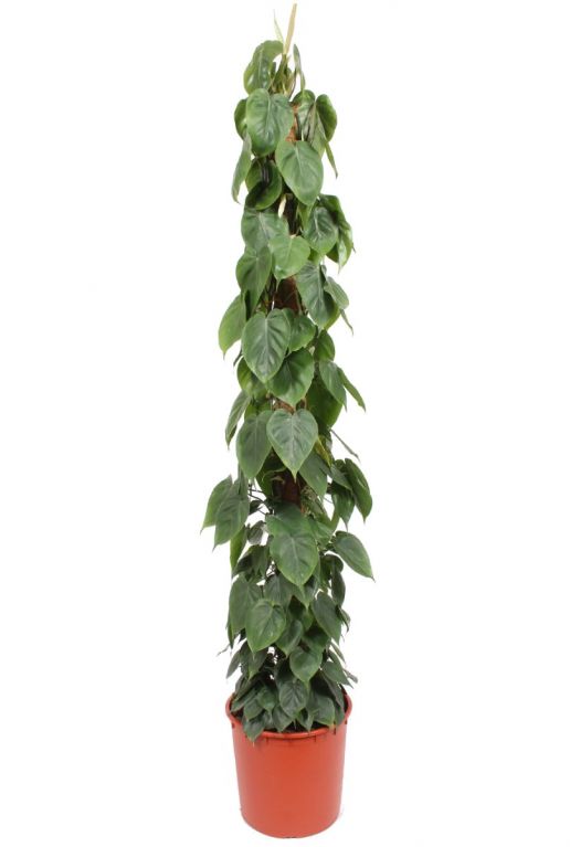Hoya Krohniana Silver blad
