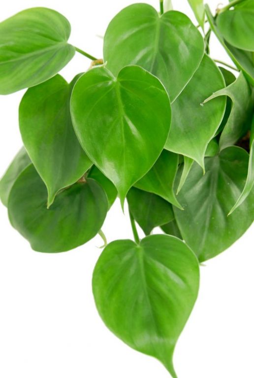 Philodendron scandens pflanze