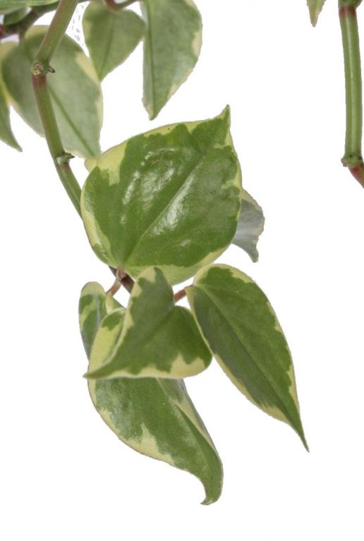 Philodendron scandens hängepflanze