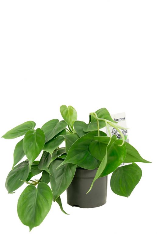 Philodendron scandens zimmerpflanze