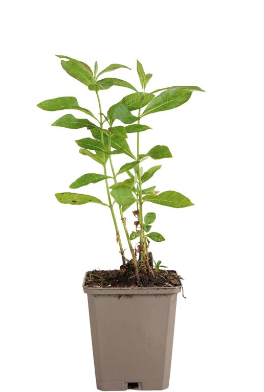Phlox p laura pot9