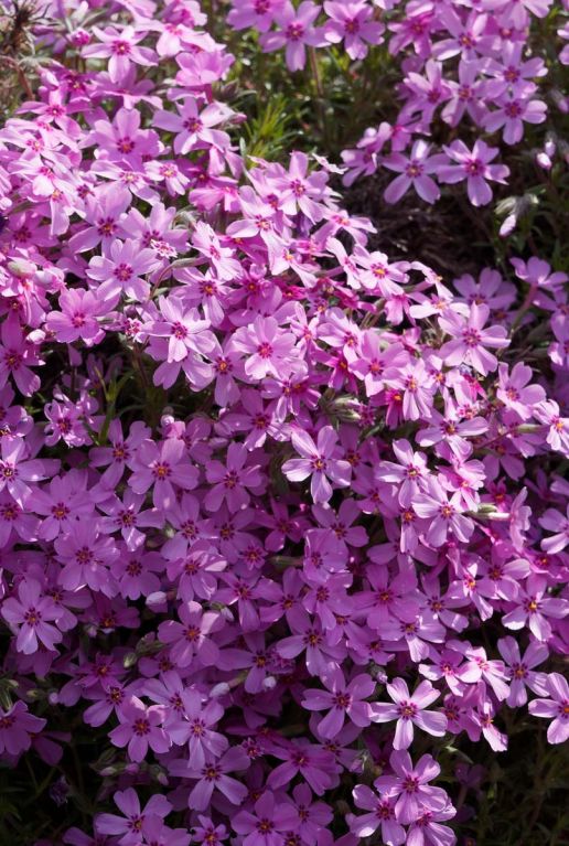 Phlox subulata macdaniel cushion gartenpflanze