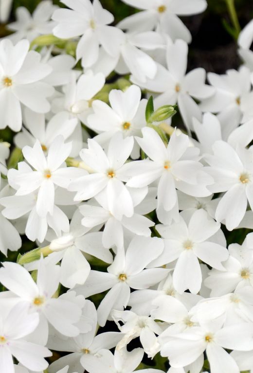 Phlox subulata white gartenpflanze