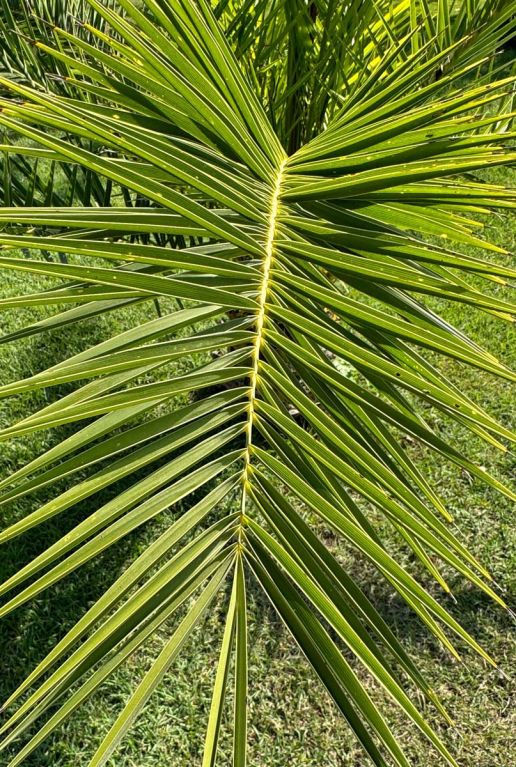 Phoenix canariensis gardenpflanze p15