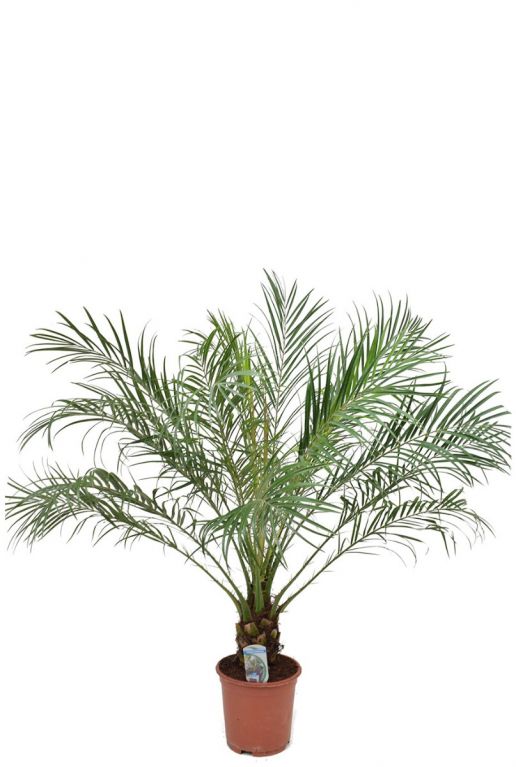 Phoenix roebelenii plant