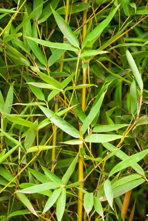 Phyllostachys aurea gartenpflanze