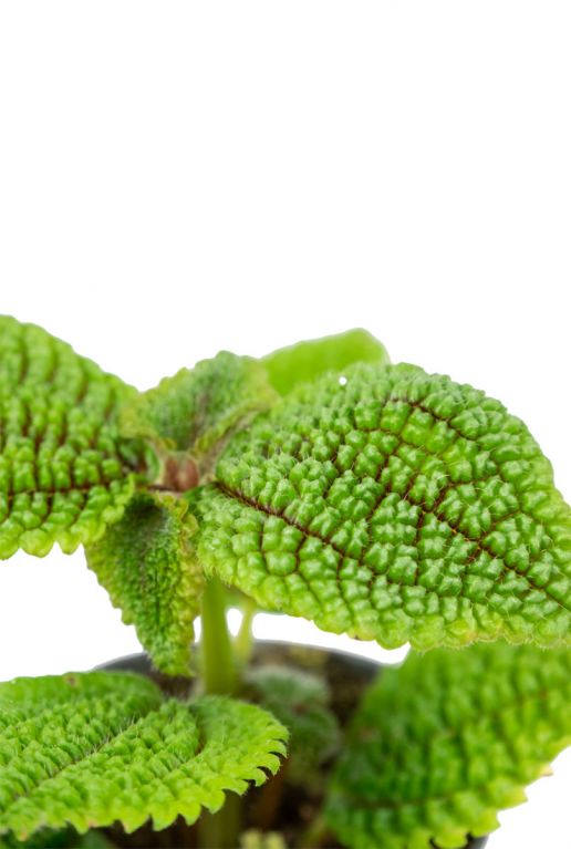 Pilea-moon-valley-closeup