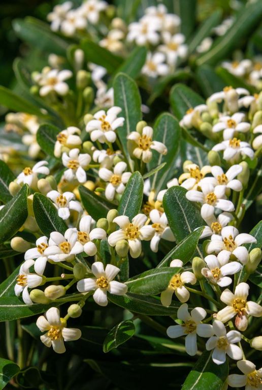 Pittosporum tobira nana bloem