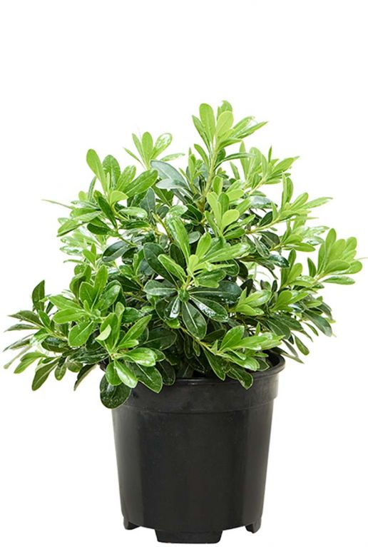 Pittosporum tobira nana plant