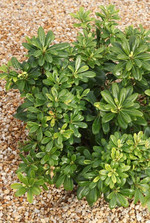 Pittosporum tobira nana tuinplant