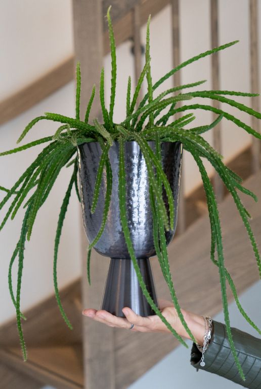 Plant in zilver pot 1