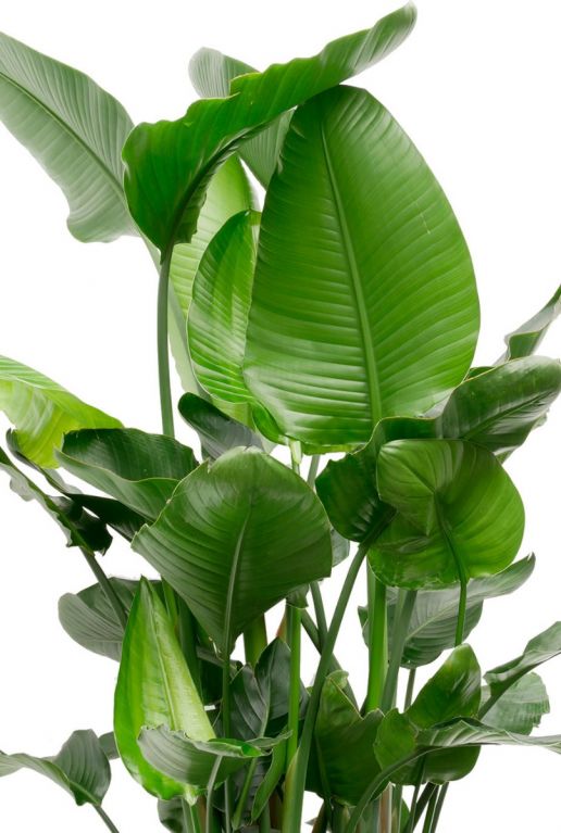 Plant met grote groene bladeren 1