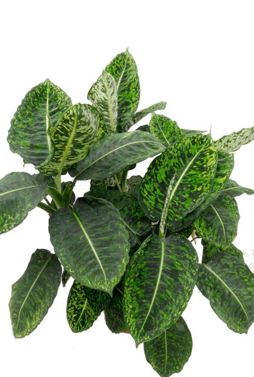 Dieffenbachia Reflector
