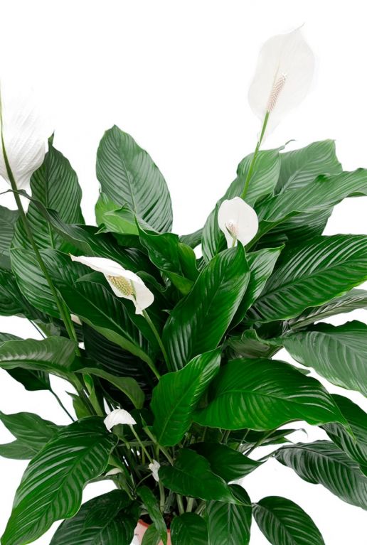 Plant met witte bloemen