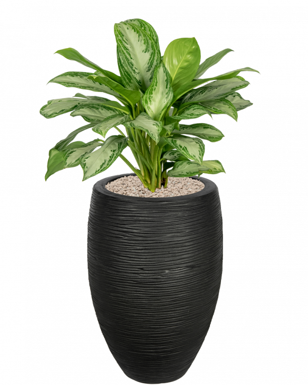 Plantenpakket-met-aglaonema