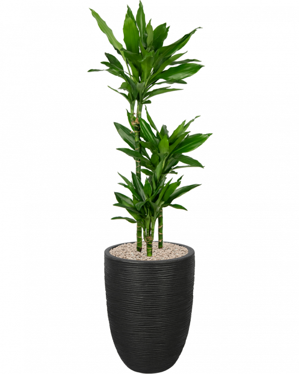 Plantenpakket-met-dracaena