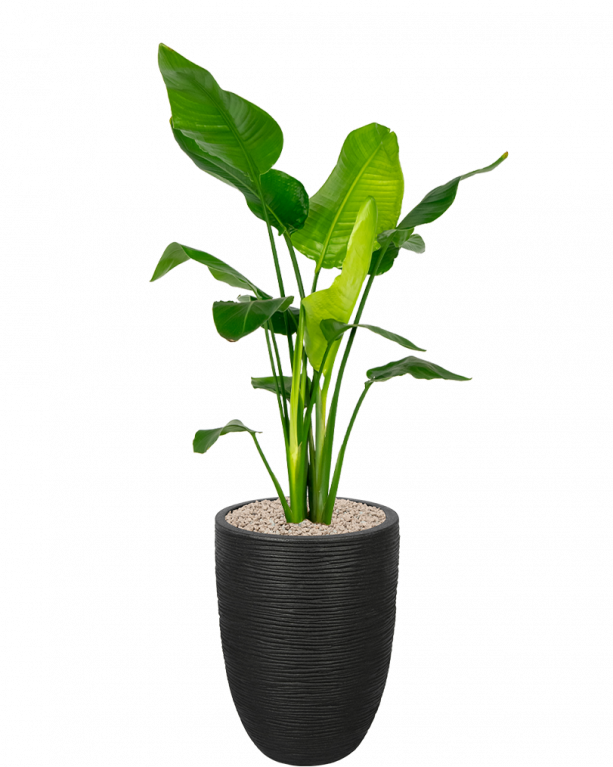 Plantenpakket-met-strelitzia