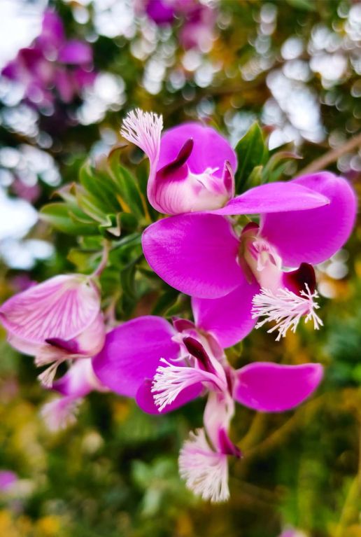Polygala myrtifolia gartenpflanze