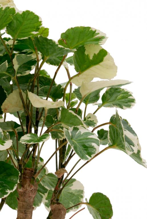 Aralia Balfourii