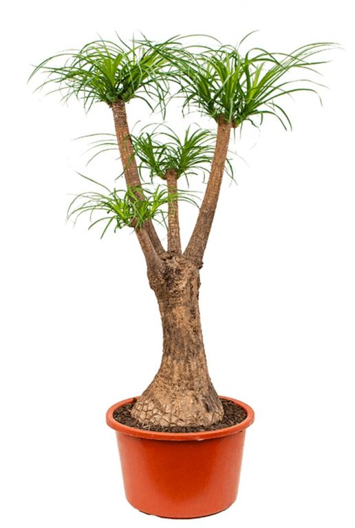 Beaucarnea recurvata