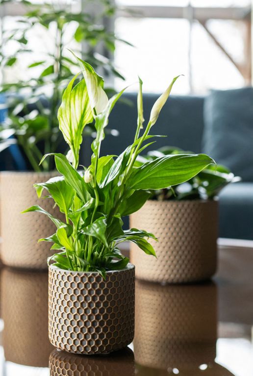 Pot bernt plant goud