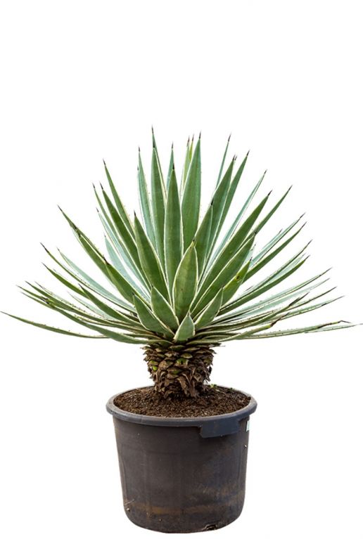 Agave angustifolia