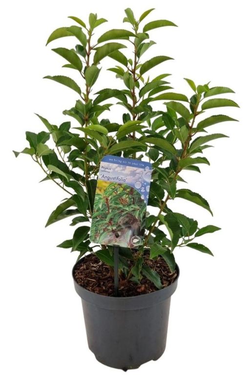 Prunus lusitanica angustifolia p19