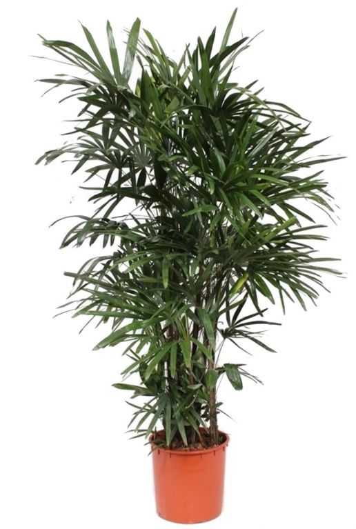 Rhapis-excelsa-zimmerpflanze-2