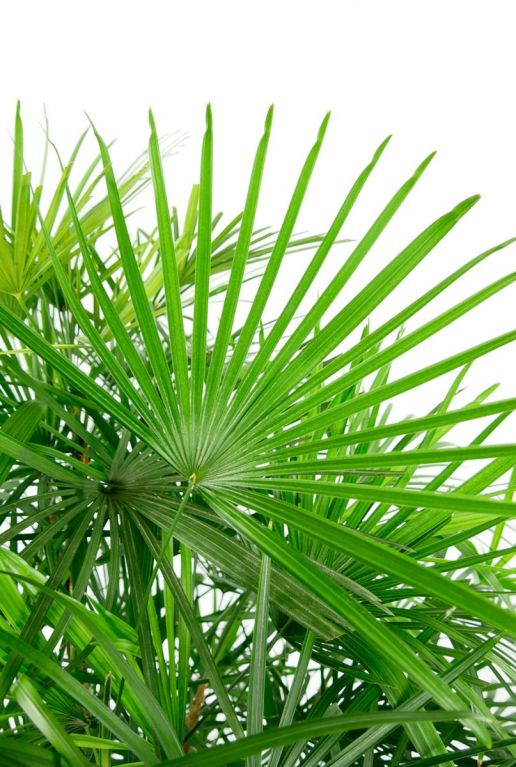 Rhapis humilis groen blad 1