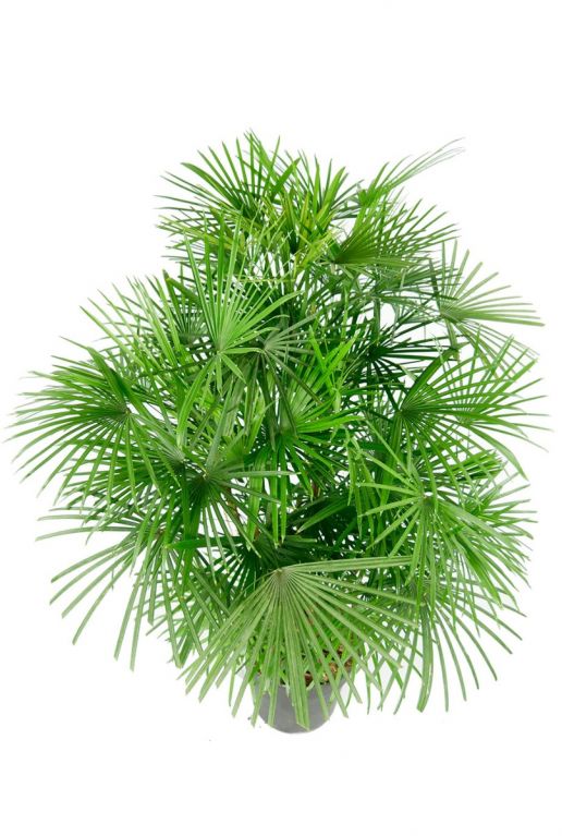 Rhapis humilis palm plant 1