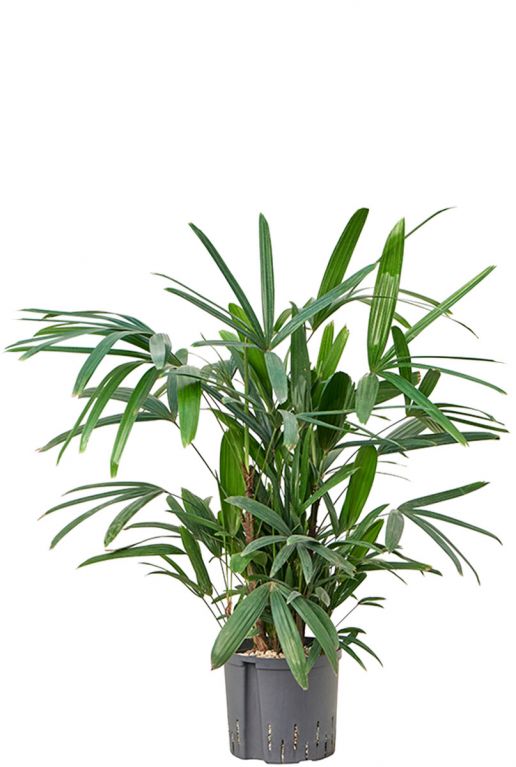 Rhapis palm hydrocultuur 1