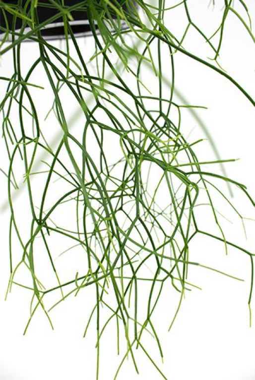 Rhipsalis Cassutha 