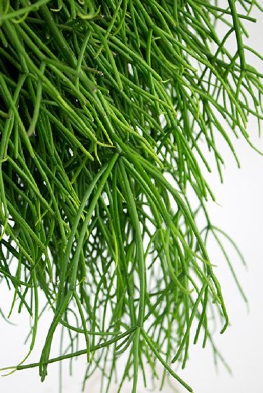 Rhipsalis  pflanze blatt