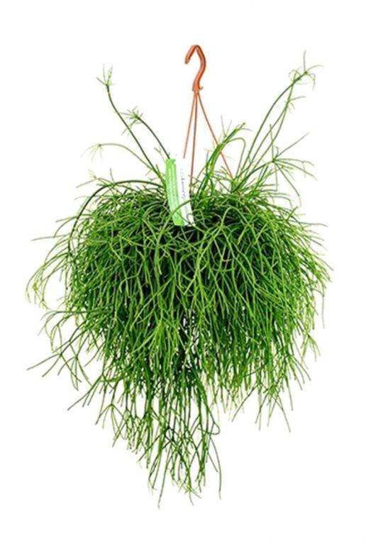 Rhipsalis pulchra - Korallenkaktus