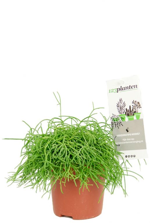 Rhipsalis cashero pflanze