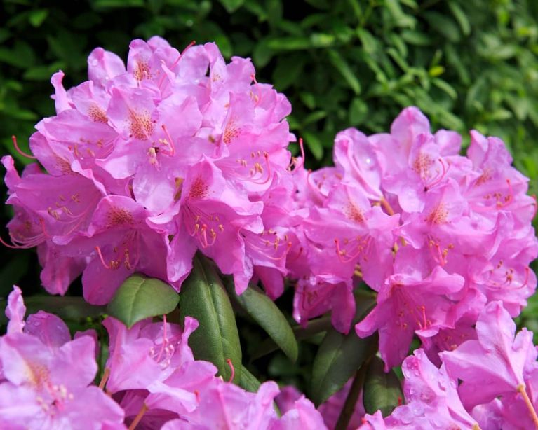 Rhododendon roseum elegans k-min