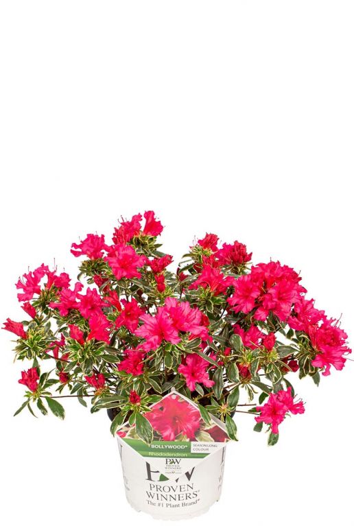 Rhododendron bollywood bloem