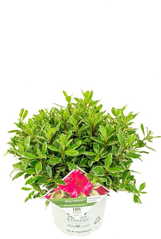 Rhododendron bollywood plant