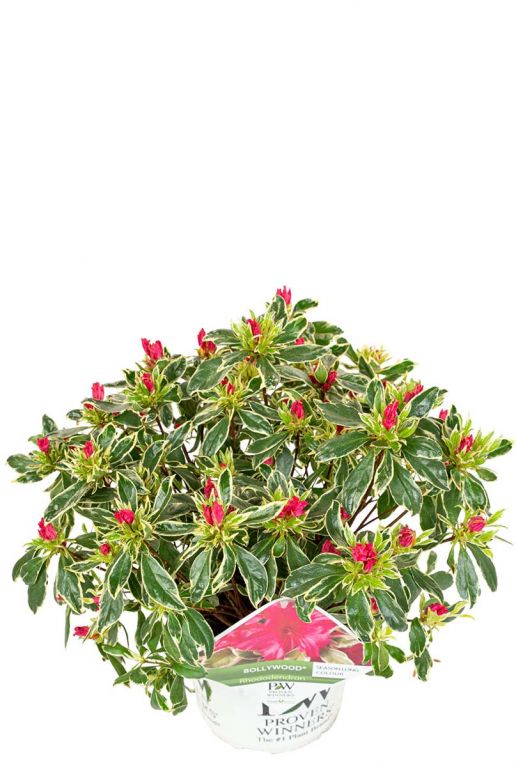 Rhododendron bollywood planten