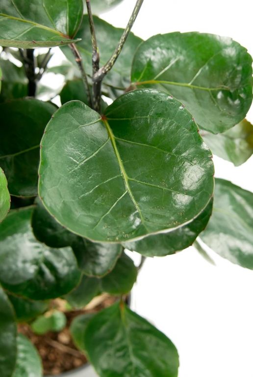 rund grün blatt pflanze Aralia