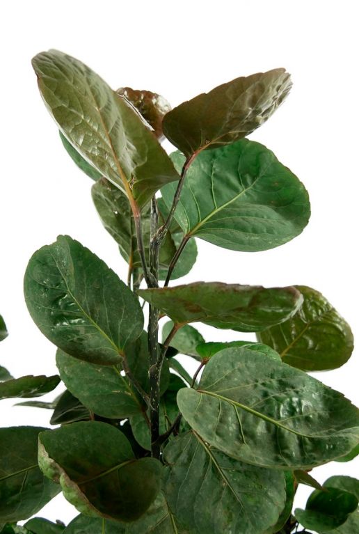 Ronde bladeren plant 1