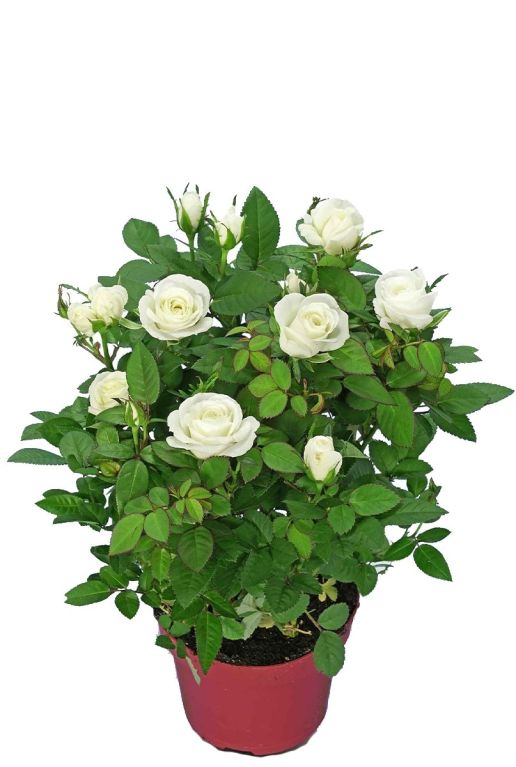 Rosa alaska star wit p12