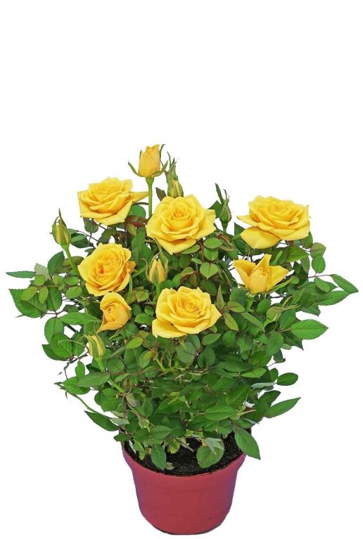 Rosa bling shining star geel p12