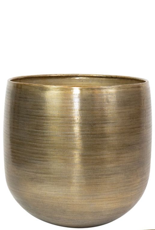 Rowen pflanzen topf 38