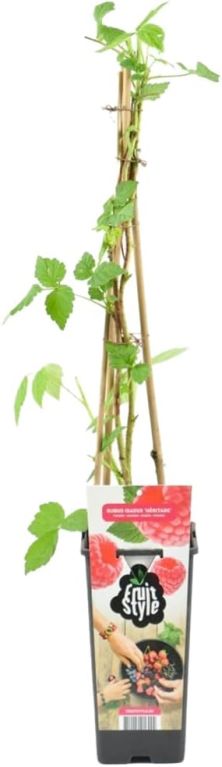 Rubus idaeus heritage