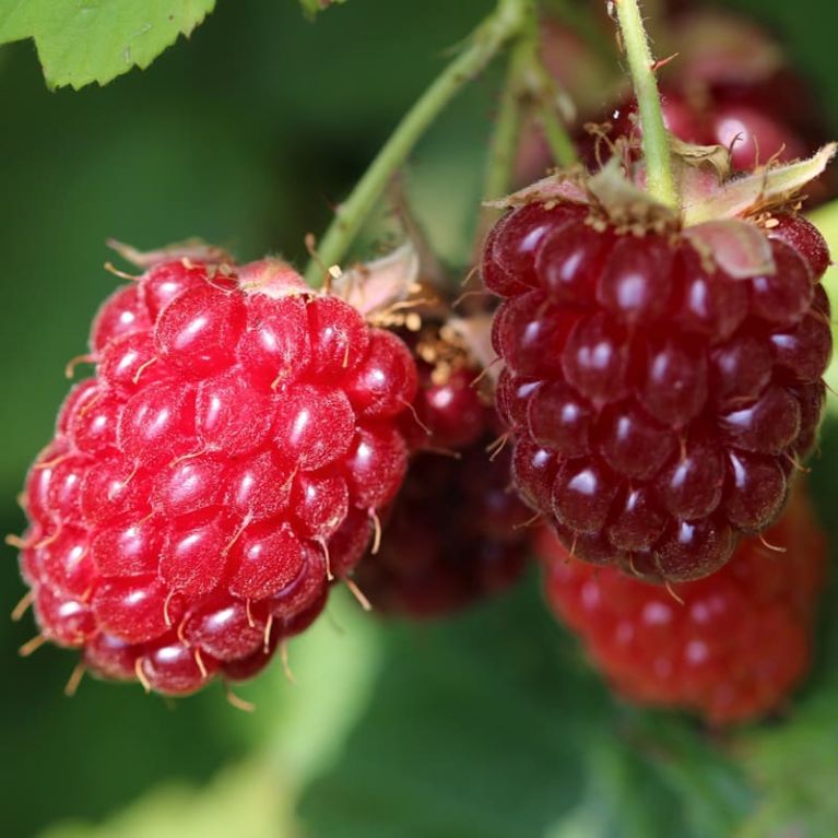 Rubus idaeus malling promise k-min
