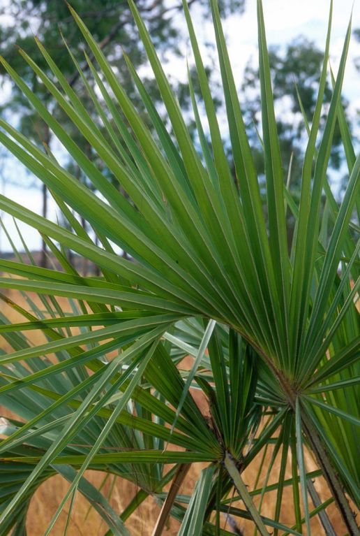 Sabal minor palm gartenpflanze p22