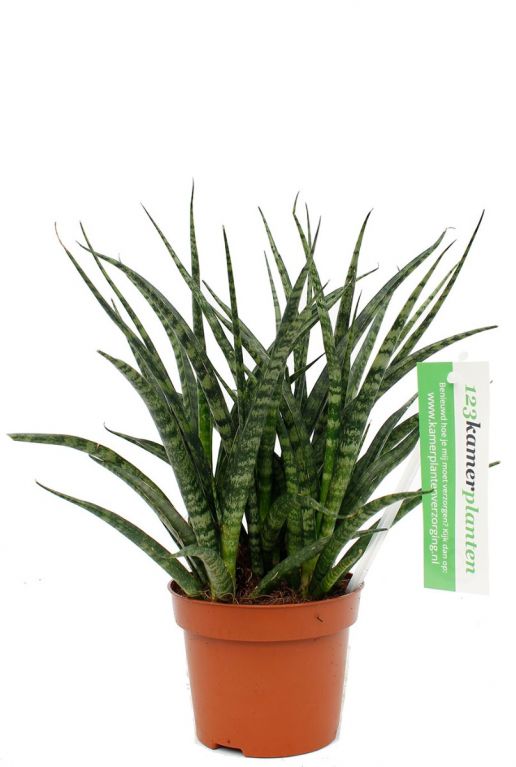 Sansevieria Fernwood Punk  Bogenhanf