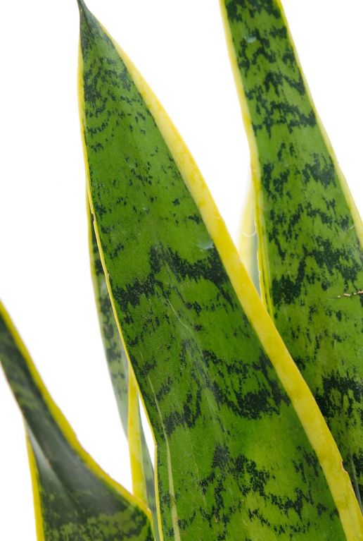 Sansevieria Laurentii